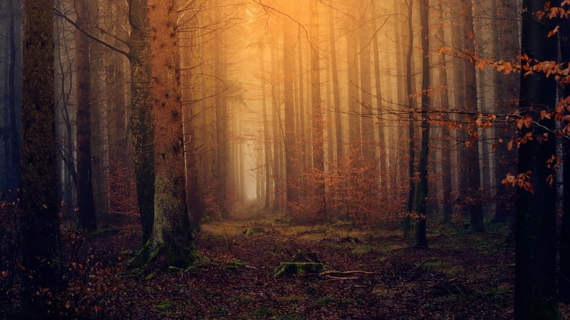Forbidden Forest