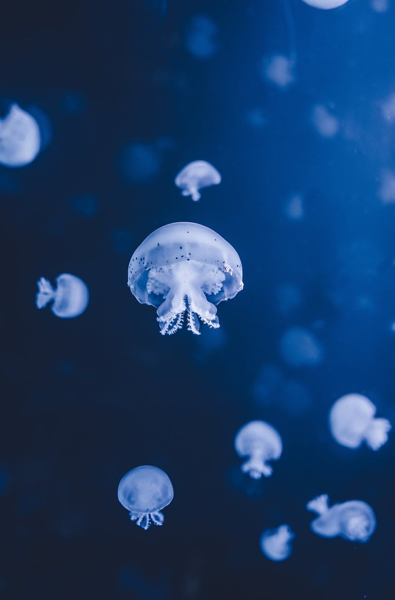 Underwater Kingdom